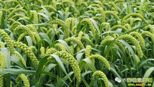 2018年蔬菜種植前景分析 哪些品種值得關(guān)注？